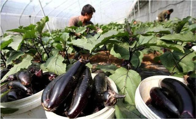 农业概况,中国农业基本现状