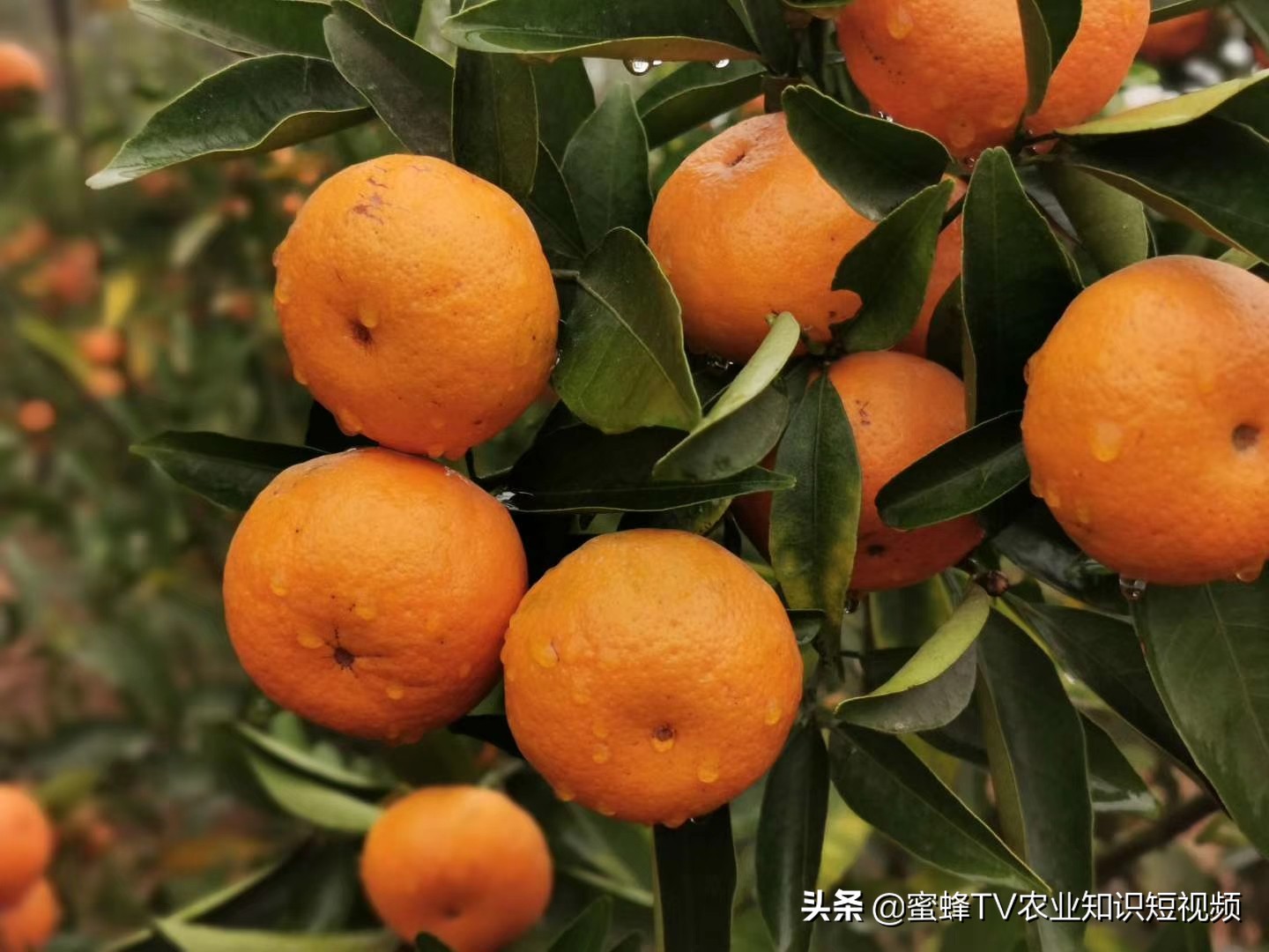 柑橘无法自然着色自然增甜,柑橘快速增甜着色方法有哪些