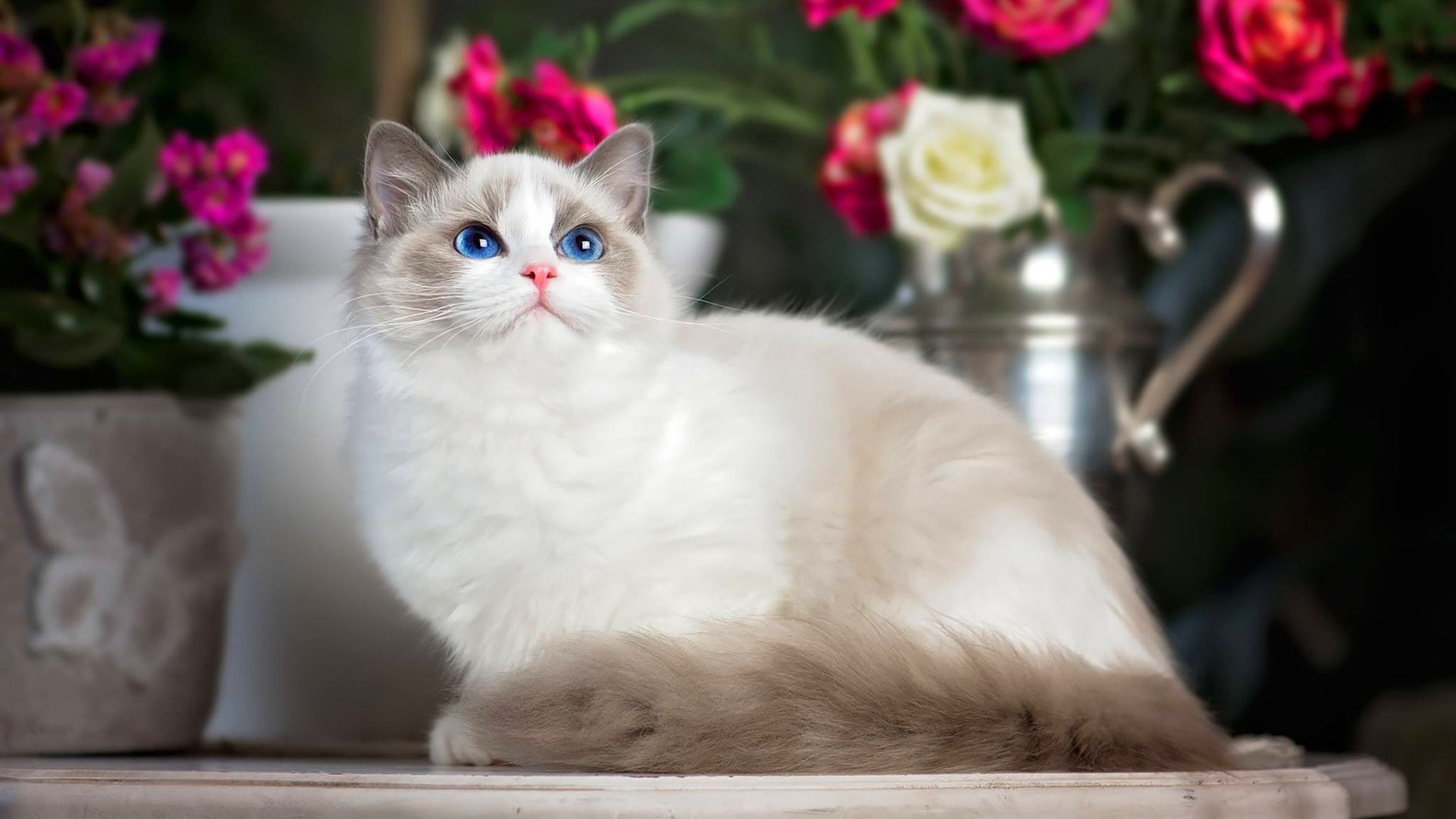 这6种猫不值得买,这六种猫咪千万别买