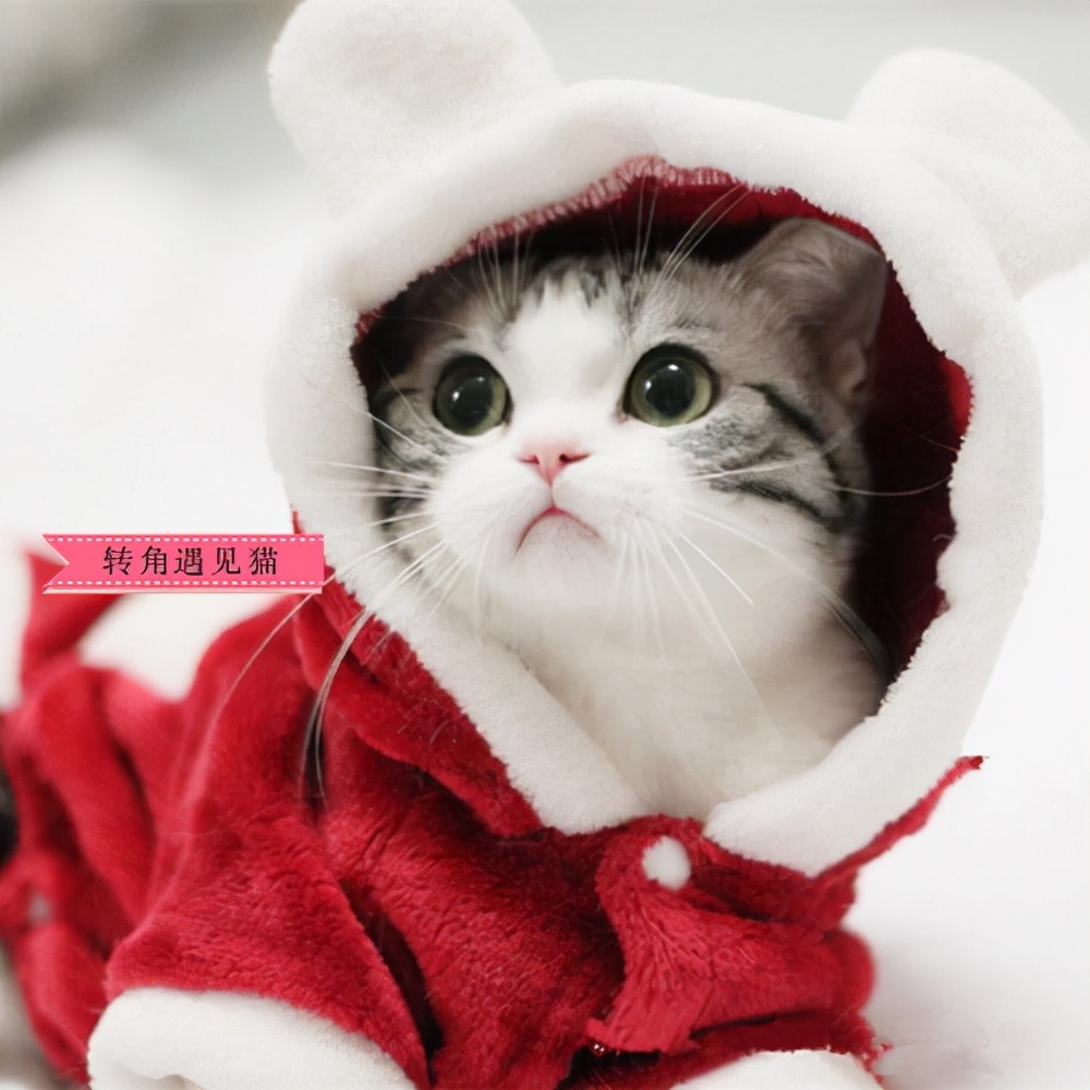 盘点5种最不抗冻的猫咪,冬天最抗冻的猫咪品质