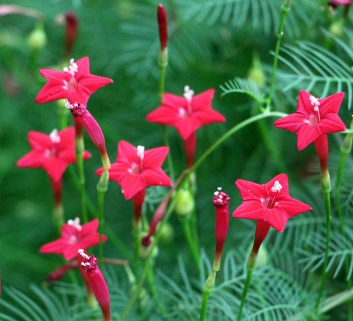 稀奇古怪的花又好看又好养,4种花漂亮又便宜