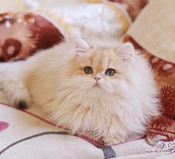 猫咪怀孕期间大便带血,猫咪大便末端有一段黏液血