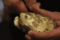 生蚝做法煮几分钟最佳,生蚝的煮法大全家常做法