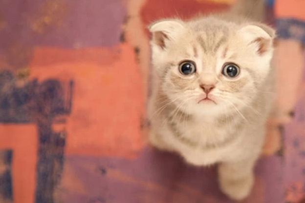 猫能让人复活吗,猫会让人诈尸是真的吗