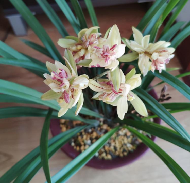 建兰奇花有哪些品种,富山奇蝶建兰多瓣奇花