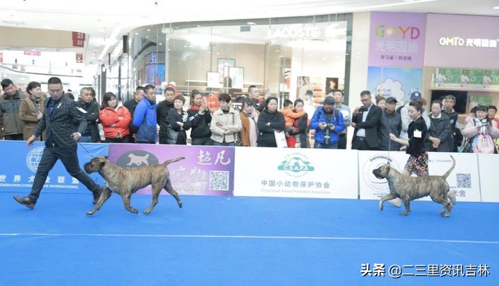 2018年cku全犬种中国展,cku吉林犬展