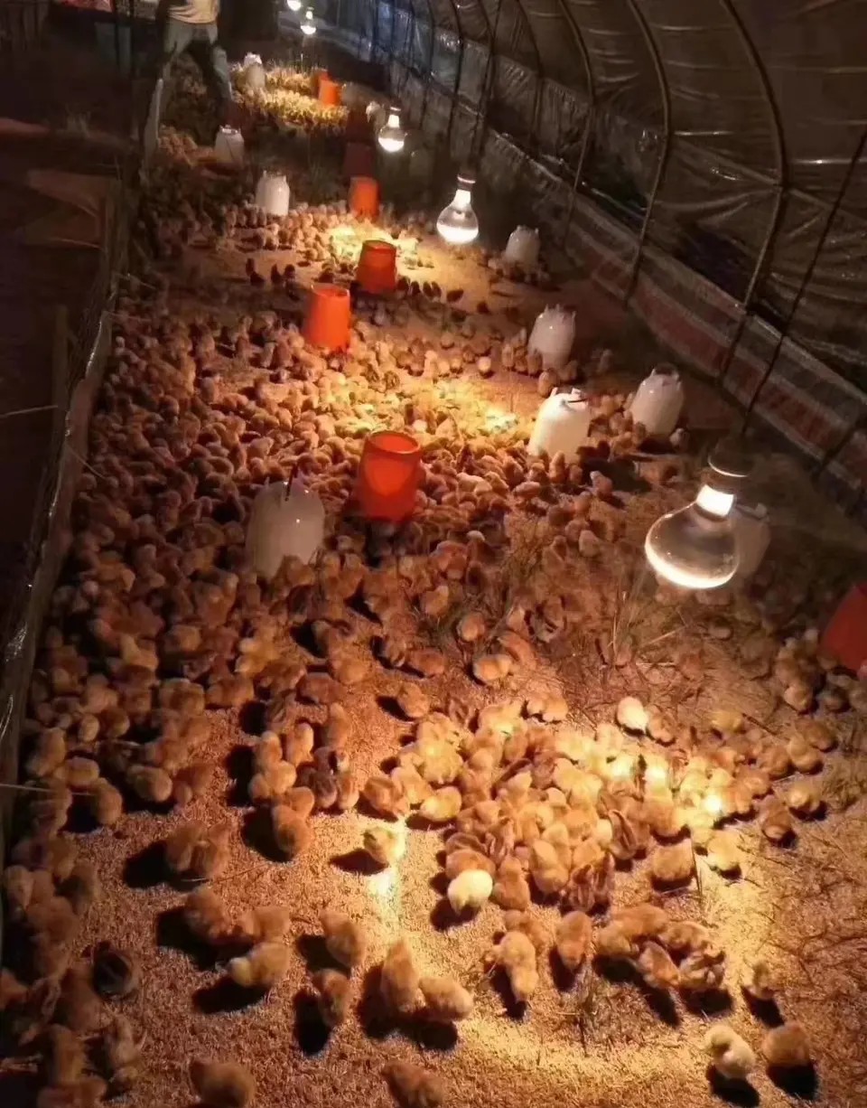 鸡总拉稀,鸡反复拉稀怎么治疗