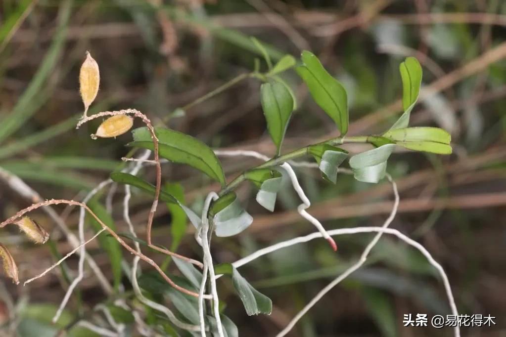 兰花国家级濒危珍稀物种布袋兰,国家保护植物兰花品种介绍