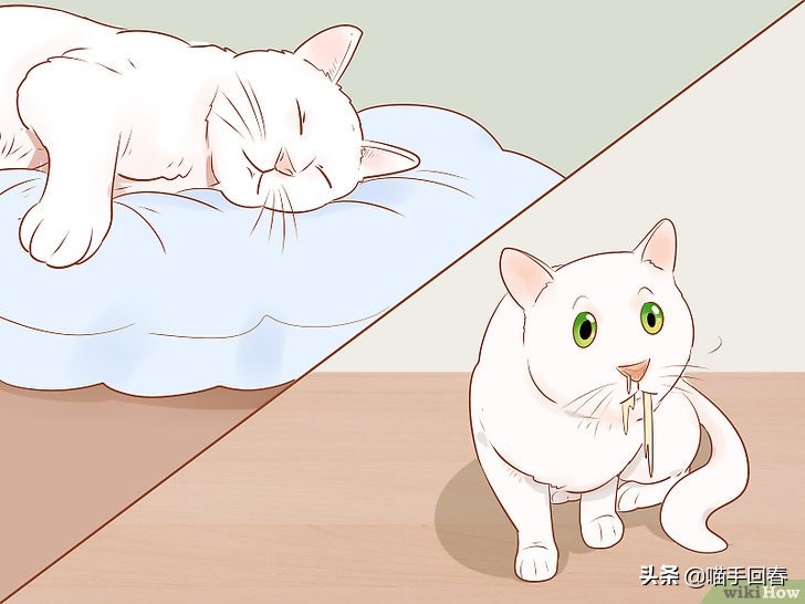 猫咪口渴、呕吐，除了肠胃问题，还有可能是得了蛔虫病