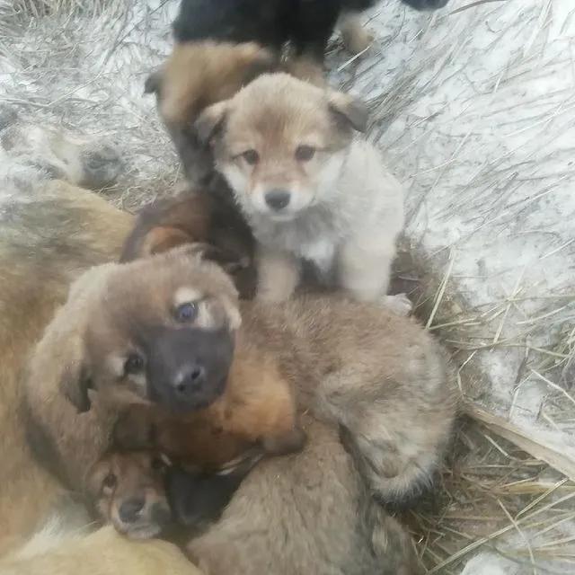 零下32度的狗被冻成冰疙瘩,八只狗狗零下50度严寒