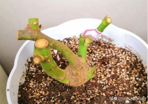 月季老桩如果没有生根粉怎么办,月季老桩生根了是不是就完全活了