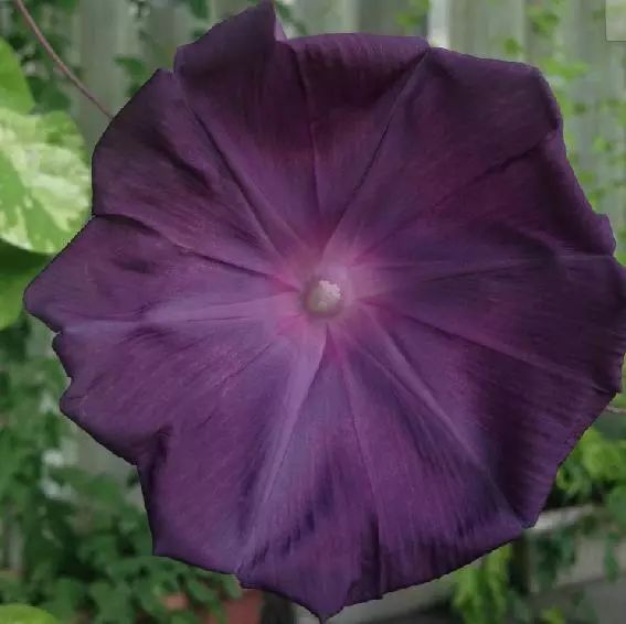 牵牛花到处游,牵牛花随便种