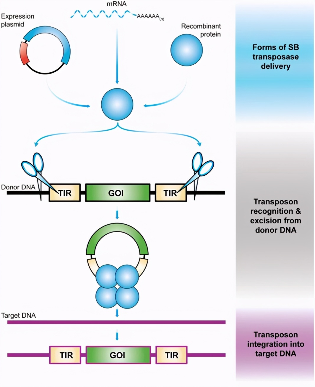 car-t治疗多发性骨髓瘤成功率,car-t细胞疗法能让骨髓瘤痊愈吗