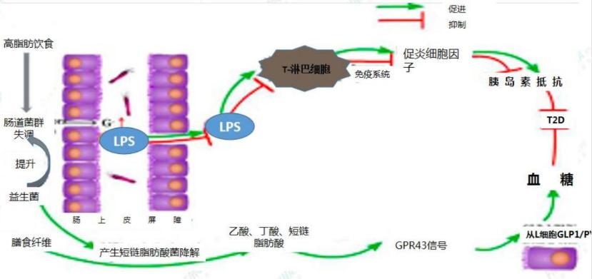 益生菌那么多，不同菌种效果各异，看看功能医学是如何指导使用
