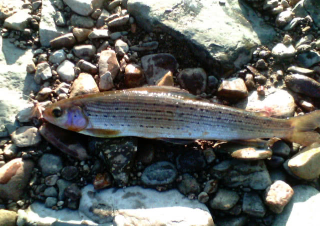 阿勒泰地区,追寻这种冷水溪流中的精灵“花翅子”现在已经禁钓