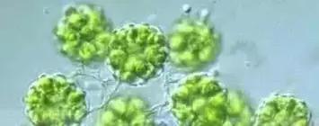 水产养殖业藻类的生命周期,水产养殖常见藻类植物
