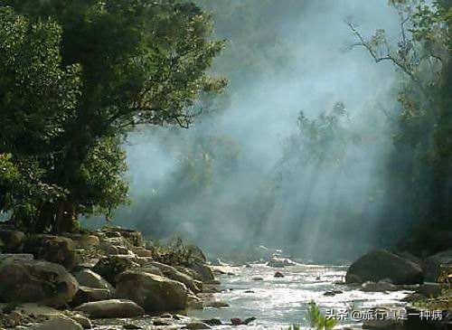 热带雨林复杂生态系统,复杂的热带雨林生态系统
