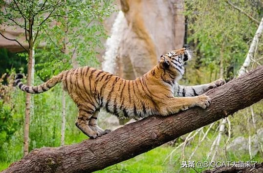 狮虎兽与史前猫科对比,比老虎还壮的史前猫科动物