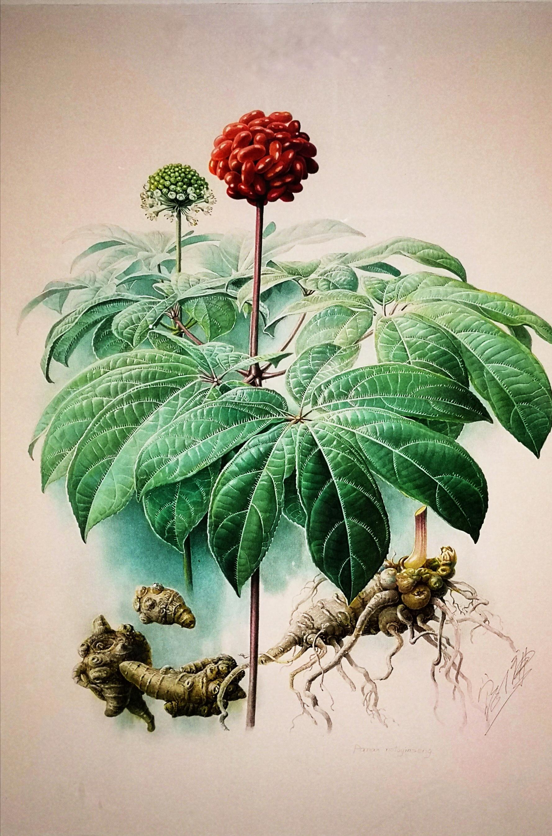 植物画家曾孝濂,画家曾孝濂作品欣赏