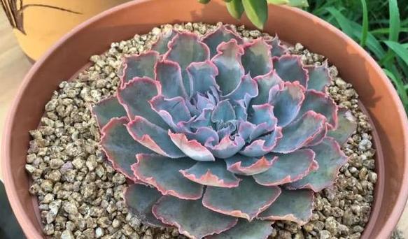 多肉如何养不褪色的方法,多肉养得褪色了怎么回事