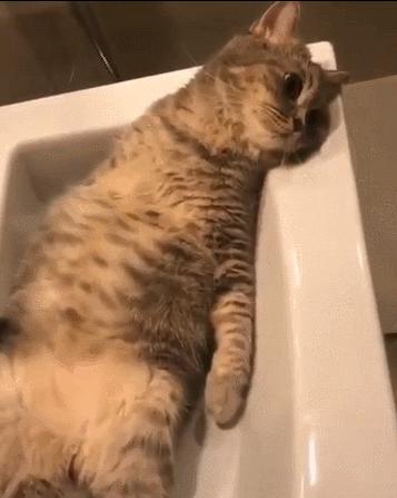 猫和老虎能杂交生育吗,猫和老虎可以生育吗