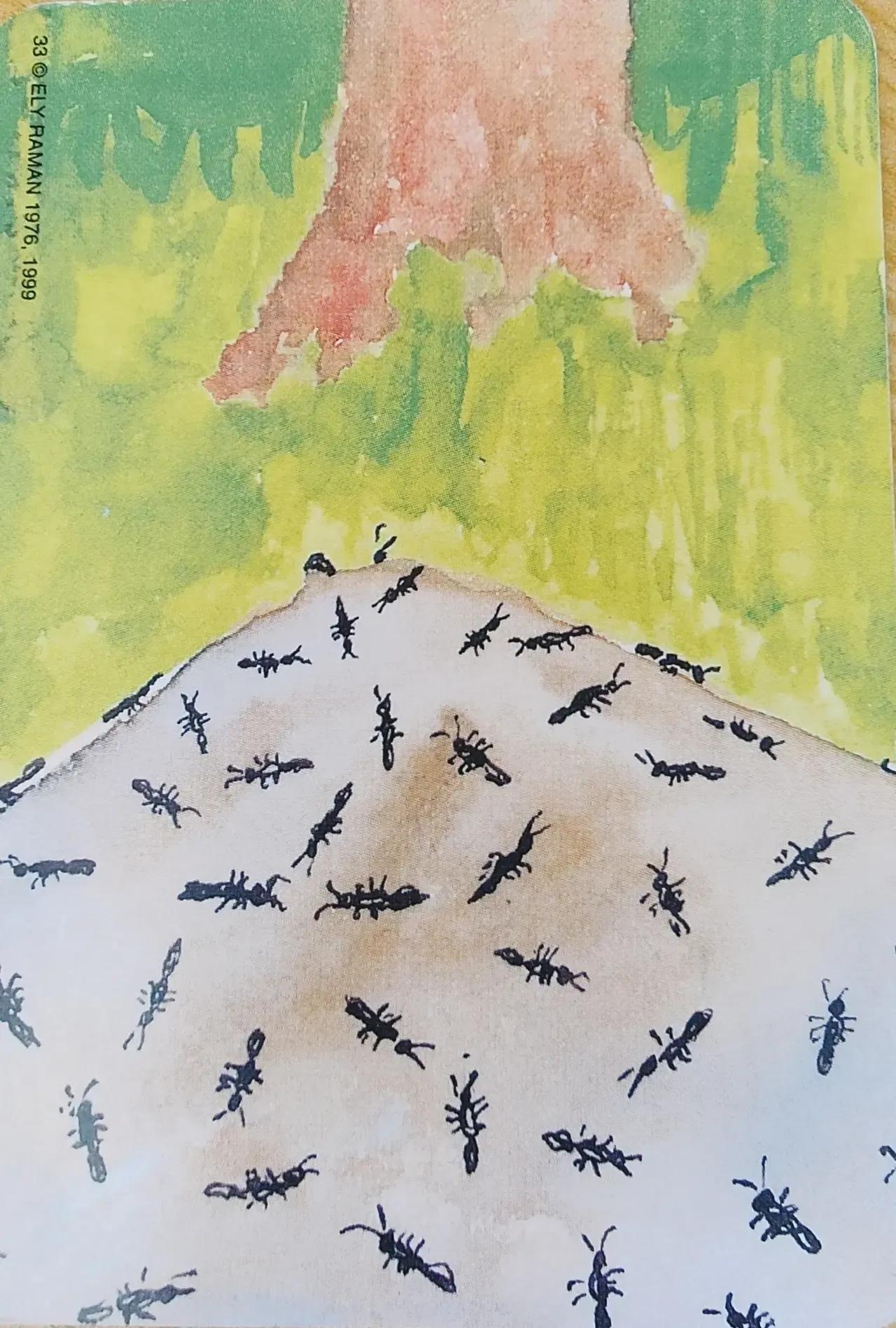 野孩子成长,野孩子1-24集