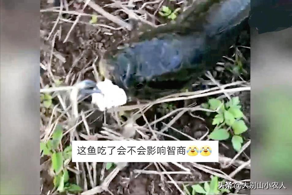 钩子挂泡沫钓鱼,泡沫挂钩能钓鱼吗