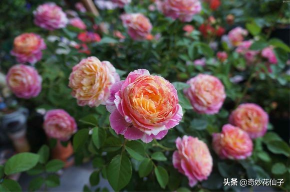 给大家推荐几款皮实好养的月季,好养不生病的月季有哪些品种