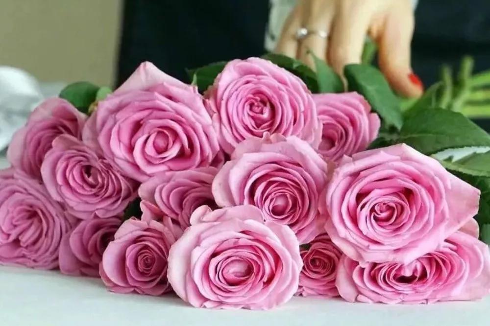 花店必备的5款玫瑰,花店最常用什么品种的玫瑰花