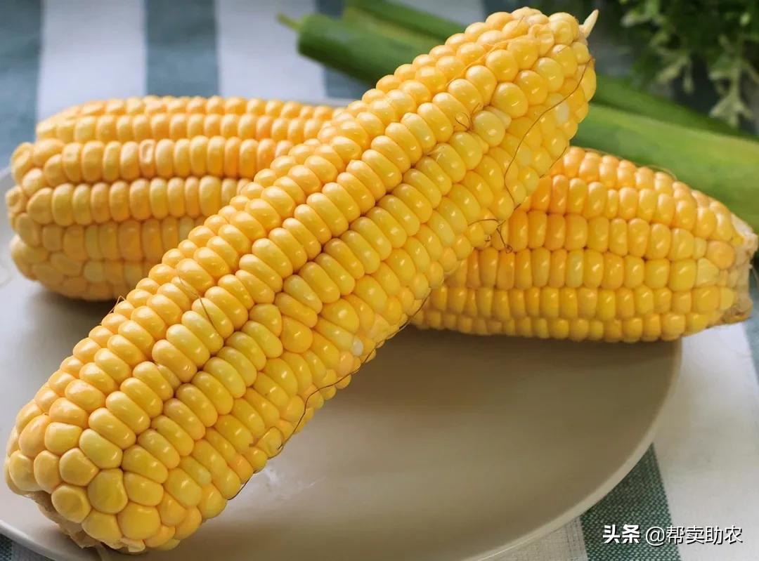 来自东北黑土地的甜糯玉米,云南水果玉米新鲜香甜多汁