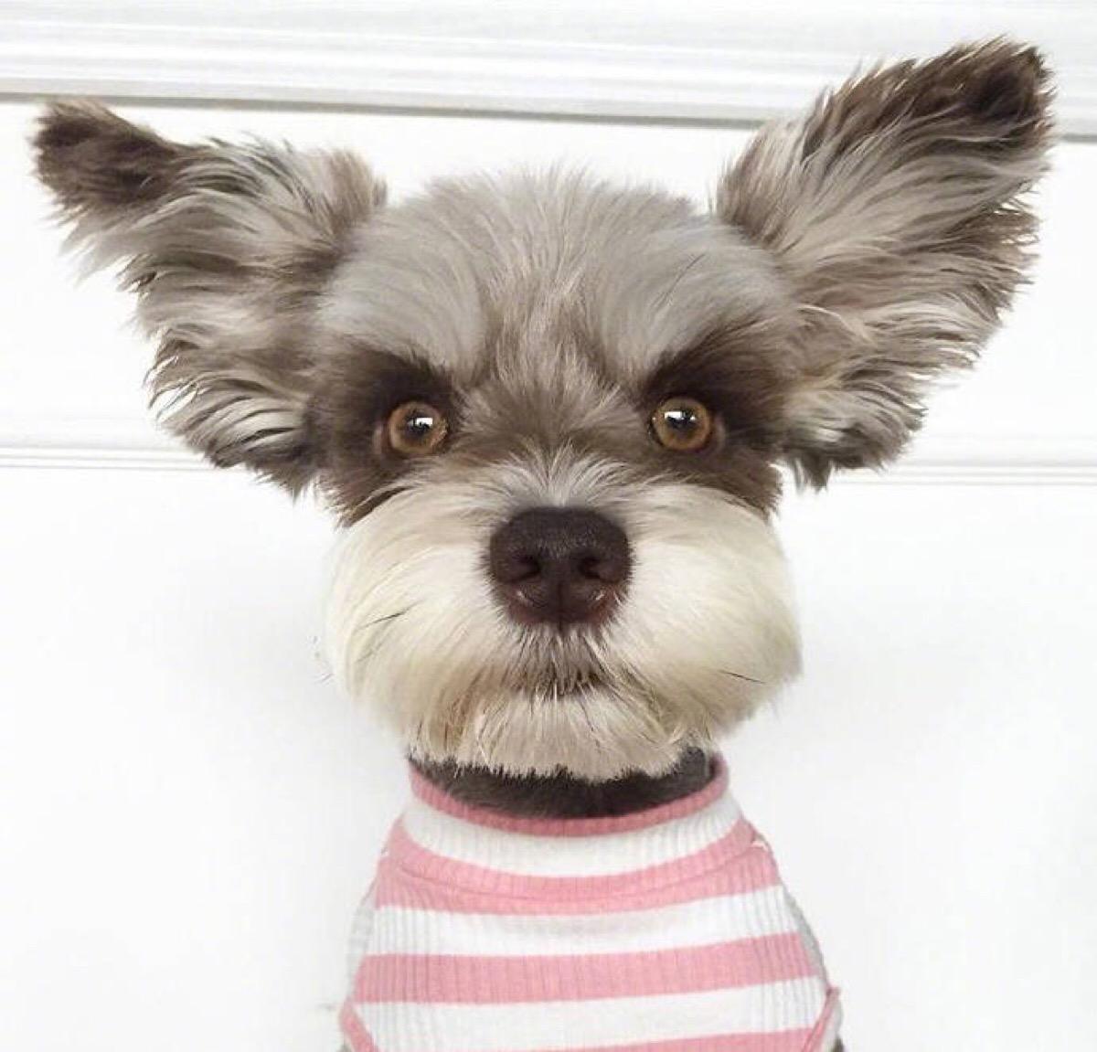 建议新手养的10种便宜狗狗不掉毛,十大适合家养的不掉毛狗狗有哪些