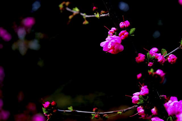 七言绝句春花二十首,春花平水韵七绝诗
