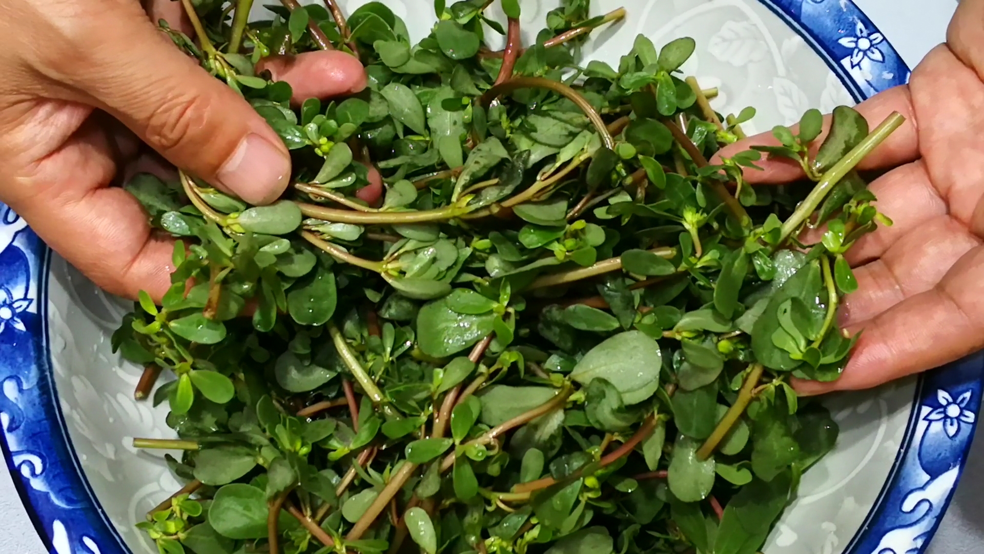 蒸马齿苋的正确做法,家乡美食马齿苋上锅蒸一蒸