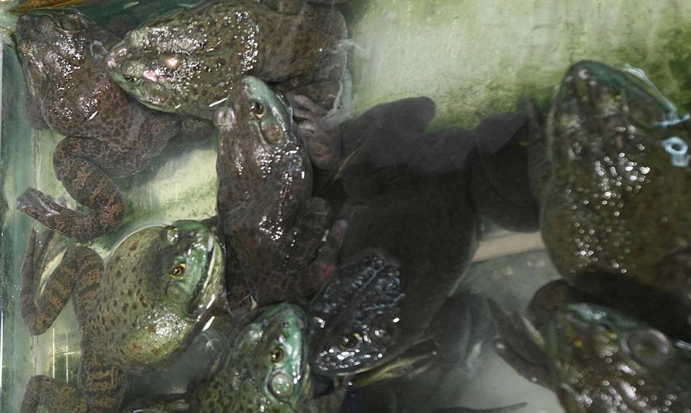 牛蛙的养殖市场前景机会分析,石蛙和牛蛙哪个有养殖前景