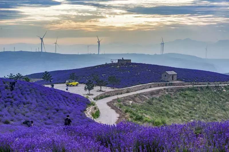 紫色胜境美翻了，世界第三大薰衣草芳香小镇竟然就在山东潍坊