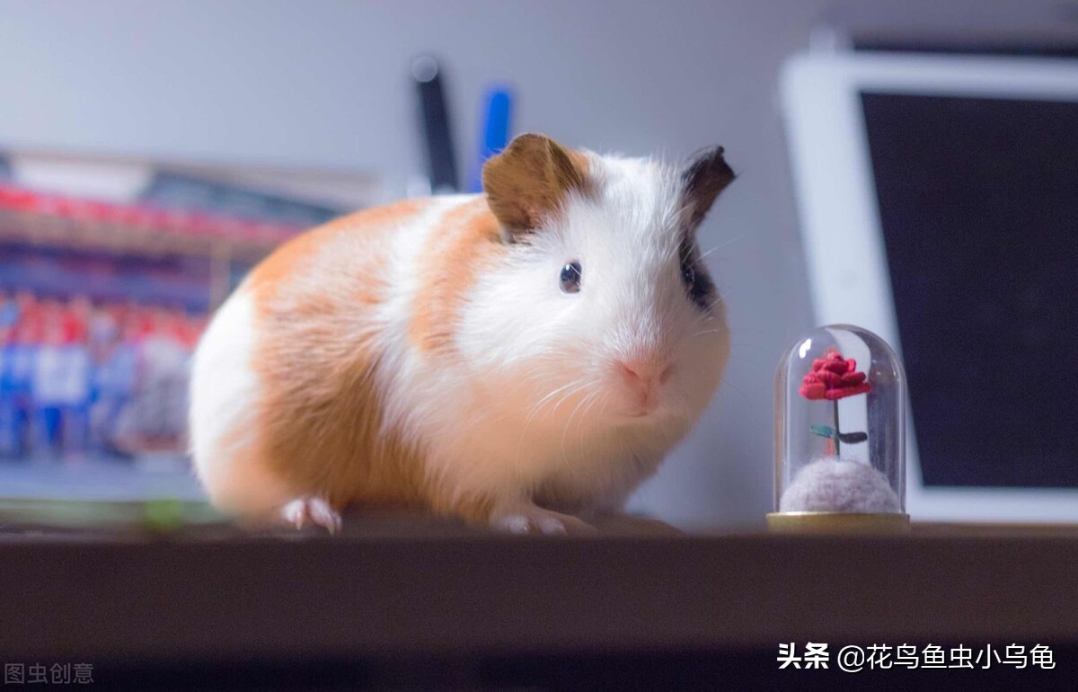 室内适合养什么动物不花力气,萌巢室内动物园有什么动物