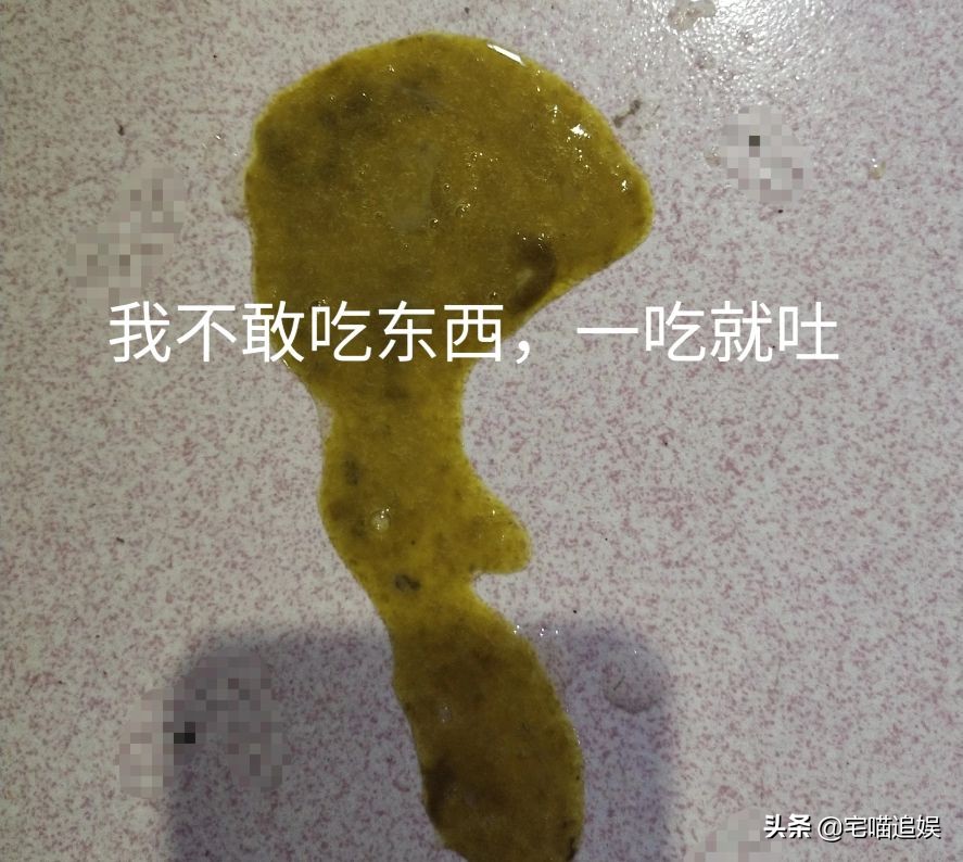 得猫瘟小猫什么都不吃,小猫得了猫瘟一直不死