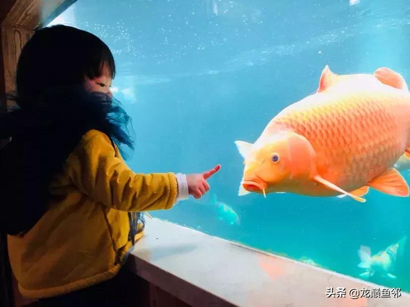 锦鲤饲料育成和增体如何搭配,锦鲤专用饲料配方大全