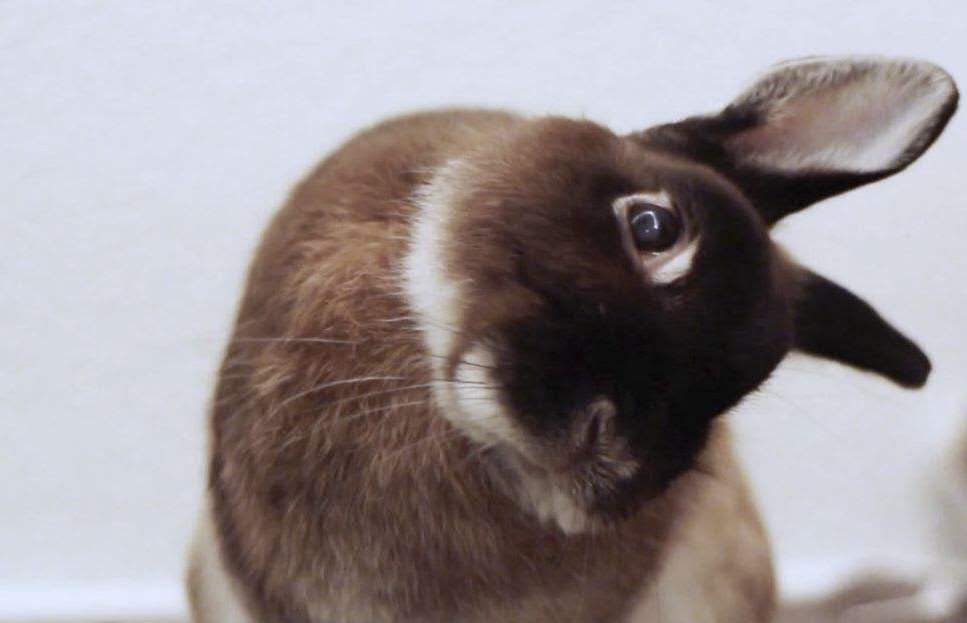 兔子耳螨性中耳炎歪头怎么治疗,兔中耳炎怎么治疗