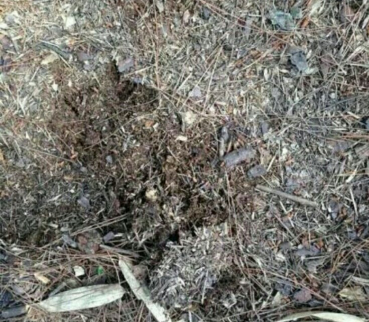 教爱养花的你如何自制营养土,养花自制营养土制作简单肥力更好