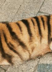 搞笑时刻：待我长发及腰，少年娶我可好？