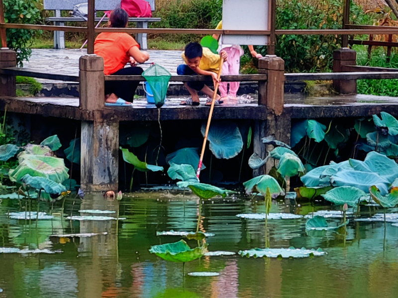 云浮南山森林公园锦鸡,云浮南山森林公园航拍