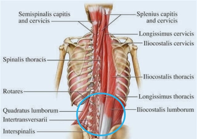 练完腹肌腰痛,为什么练腹肌也会感到腰酸