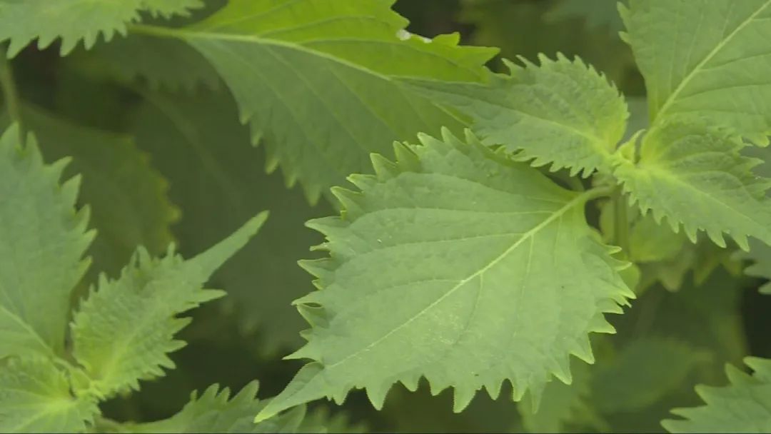 特色农业致富模式,农业致富新道路