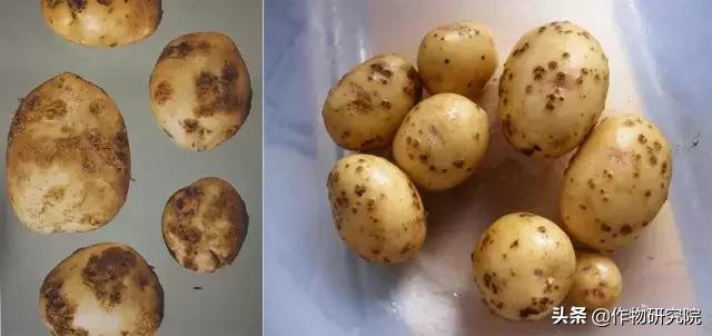 马铃薯黑胫病病害及防治方法,马铃薯常见病害有哪些
