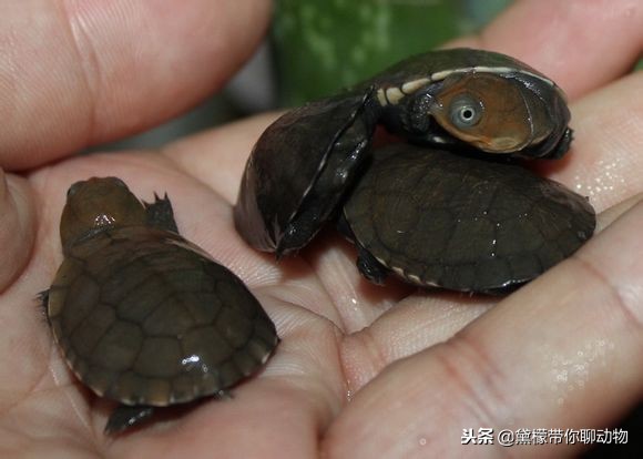 落枕病患者——萌萌的侧颈龟