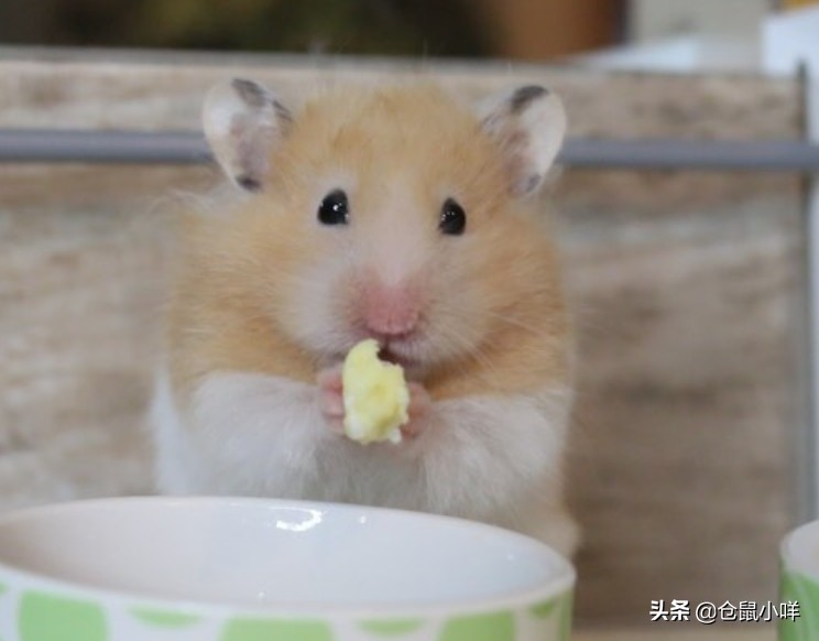 新手养仓鼠常遇到的8大问题