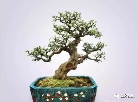 48种绝世盆景,绝世惊艳之作