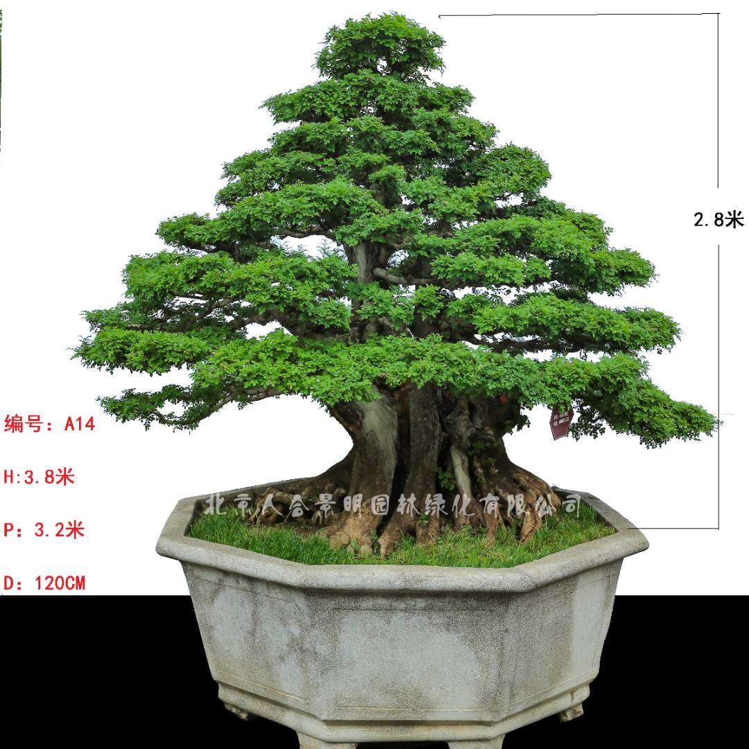 北京人合景明园林教你如何用这九种方法选对——对节白蜡