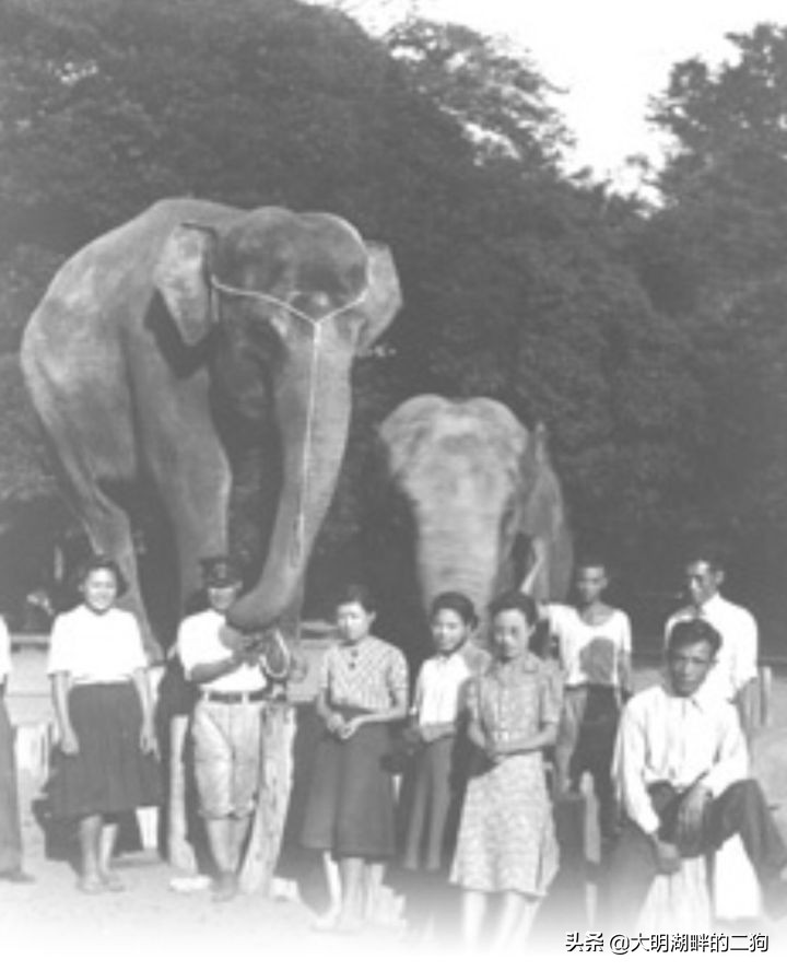 日本皇室特别喜欢给动物封官，每一个级别都比大名高